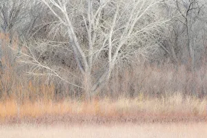Images Dated 18th January 2016: Willow and cottonwoods in mornings light, Bosque del Apache National Wildlife Refuge, New Mexico