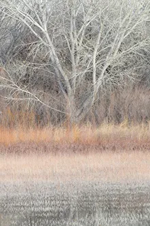 Images Dated 18th January 2016: Willow and cottonwoods in mornings light, Bosque del Apache National Wildlife Refuge, New Mexico