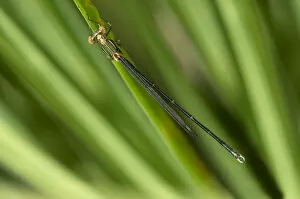 Images Dated 27th July 2013: Willow Emerald Damselfly or Western Willow Spreadwing -Lestes viridis-, male, Canton of Geneva