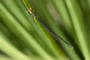 Grass Blade Prints: Willow Emerald Damselfly or Western Willow Spreadwing -Lestes viridis
