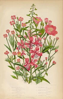 The Flowering Plants and Ferns of Great Britain Collection: Willow Herb, Bay Leaf and Chickweed, Victorian Botanical Illustration