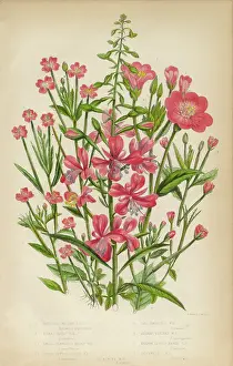Willow Herb, Bay Leaf and Chickweed, Victorian Botanical Illustration