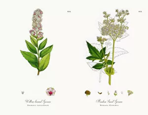 Images Dated 18th December 2017: Willow-leaved Spiraea, Spiraea salicifolia, Victorian Botanical Illustration, 1863
