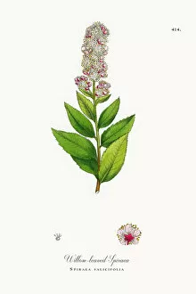 Images Dated 23rd October 2017: Willow-leaved Spiraea, Spiraea salicifolia, Victorian Botanical Illustration, 1863