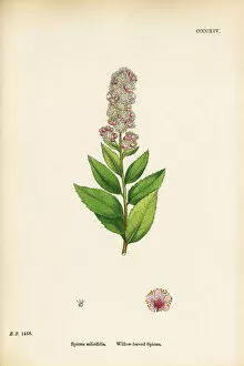 Images Dated 19th September 2017: Willow-leaved Spiraea, Spiraea salicifolia, Victorian Botanical Illustration, 1863