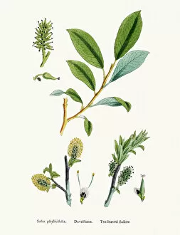 Identity Gallery: Willow medicinal tree remedy for aches and fever