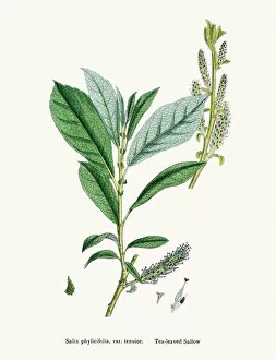 Images Dated 21st May 2016: Willow medicinal tree remedy for aches and fever