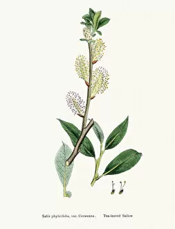 Images Dated 21st May 2016: Willow medicinal tree remedy for aches and fever