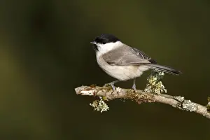 Passeriformes Prints: Willow Tit -Parus caeruleus- perched on a lichen-covered branch