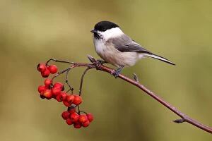 Willow Tit -Parus montanus- perched on a branch with red berries, Rowan or Mountain Ash -Sorbus aucuparia-, Neunkirchen