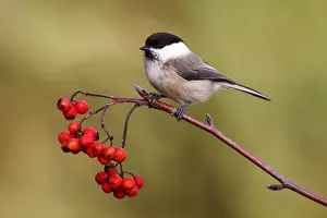 Berry Prints: Willow Tit -Parus montanus- perched on a branch with red berries