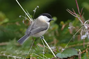 Willow Tit -Parus montanus- sitting on a blade of grass in a garden, Neunkirchen in Siegerland, North Rhine-Westphalia, Germany, Europe