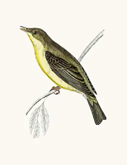 Willow Warbler