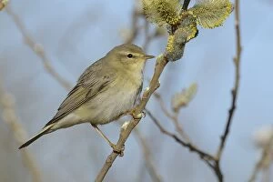 Willow Warbler -Phylloscopus trochilus- perched on a catkins bush, Texel, West Frisian Islands