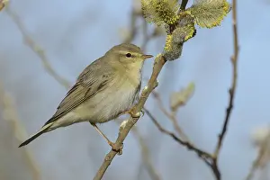 North Holland Prints: Willow Warbler -Phylloscopus trochilus- perched on a catkins bush