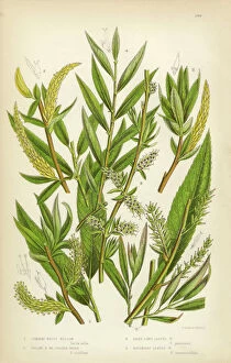 Herbal Medicine Gallery: Willow, White Willow, Yellow Osier, Sallow, Victorian Botanical Illustration