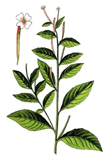 Willowherb Prints: Willowherb plant (Epilobium roseum)