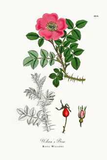 Images Dated 4th June 2018: Wilsonas Rose, Rosa Wilsoni, Victorian Botanical Illustration, 1863