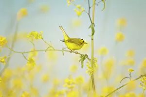 Perching Collection: Wilsons Warbler Perched in Wild Mustard