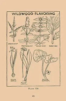 Ginger Prints: Wilwood Flavoring