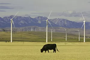 Wind farm turbines and cows, harvested wheat field