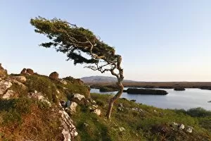 Wind-formed tree, Emlaghmore, Connemara, County Galway, Republic of Ireland, Europe