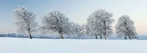 Images Dated 20th February 2012: Wind-shaped beeches in the morning light with fresh snow on Mt Schauinsland near Freiburg in