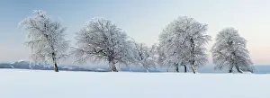 Black Forest Prints: Wind-shaped beeches in the morning light with fresh snow on Mt Schauinsland near Freiburg in the Black Forest
