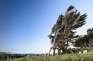 Stormy Gallery: Wind-shaped tree, Otago Peninsula, South Island, New Zealand, Oceania