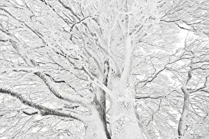 Wintertime Prints: Windbent beech on Mt. Schauinsland, Black Forest, Baden-Wuerttemberg, Germany, Europe