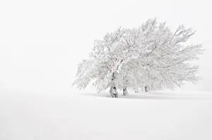 Wintertime Prints: Windbent beech on Mt. Schauinsland, Black Forest, Baden-Wuerttemberg, Germany, Europe