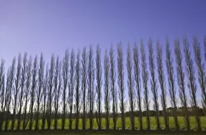 South Island New Zealand Gallery: Windbreak of poplar trees (Populus sp.), spring