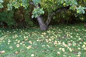 Windfall apples, Allgaeu, Bavaria, Germany, Europe
