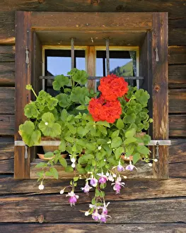 Fuchsia Prints: Window with flower box, Laerchkaralm mountain lodge