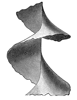Blank Prints: Windward screw surface