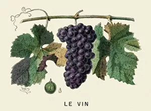 Images Dated 27th October 2014: Wine Grapes