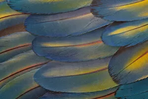 Images Dated 17th January 2010: Wing feathers of Scarlet Macaw Pattern