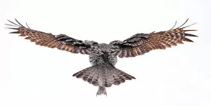 Images Dated 12th January 2013: Wingspan