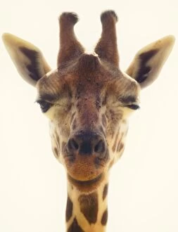 Animal Head Gallery: Winking Giraffe head close up. Giraffa camelopardalis