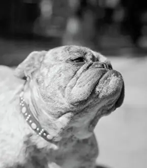 Winning Bulldog at Dog Show