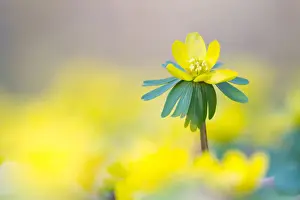 Herald Of Spring Prints: Winter Aconite -Eranthis hyemalis-, North Hesse, Hesse, Germany