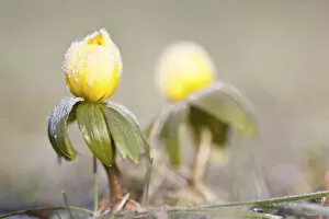 Images Dated 4th March 2013: Winter Aconite -Eranthis hyemalis- with hoar frost, North Hesse, Hesse, Germany