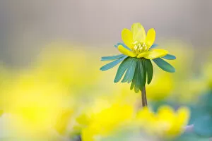 Images Dated 4th March 2013: Winter Aconite -Eranthis hyemalis-, North Hesse, Hesse, Germany
