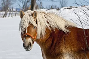Winter Belgian Horse