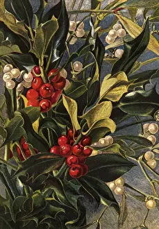 Portrait Plants Prints: Winter Berries