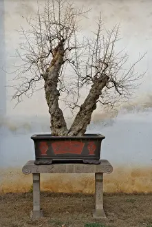 Winter bonsai