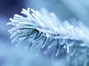 Images Dated 2008 December: 26 Dec 2008