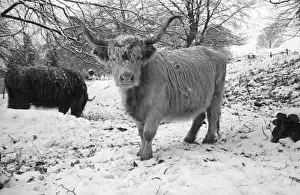 Cattle Prints: Winter Coat