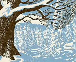 Winter Forest Scene
