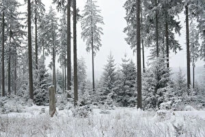 Images Dated 25th January 2010: Winter forest in the Taunus, Taunus Nature Reserve, Hesse, Germany, Europe